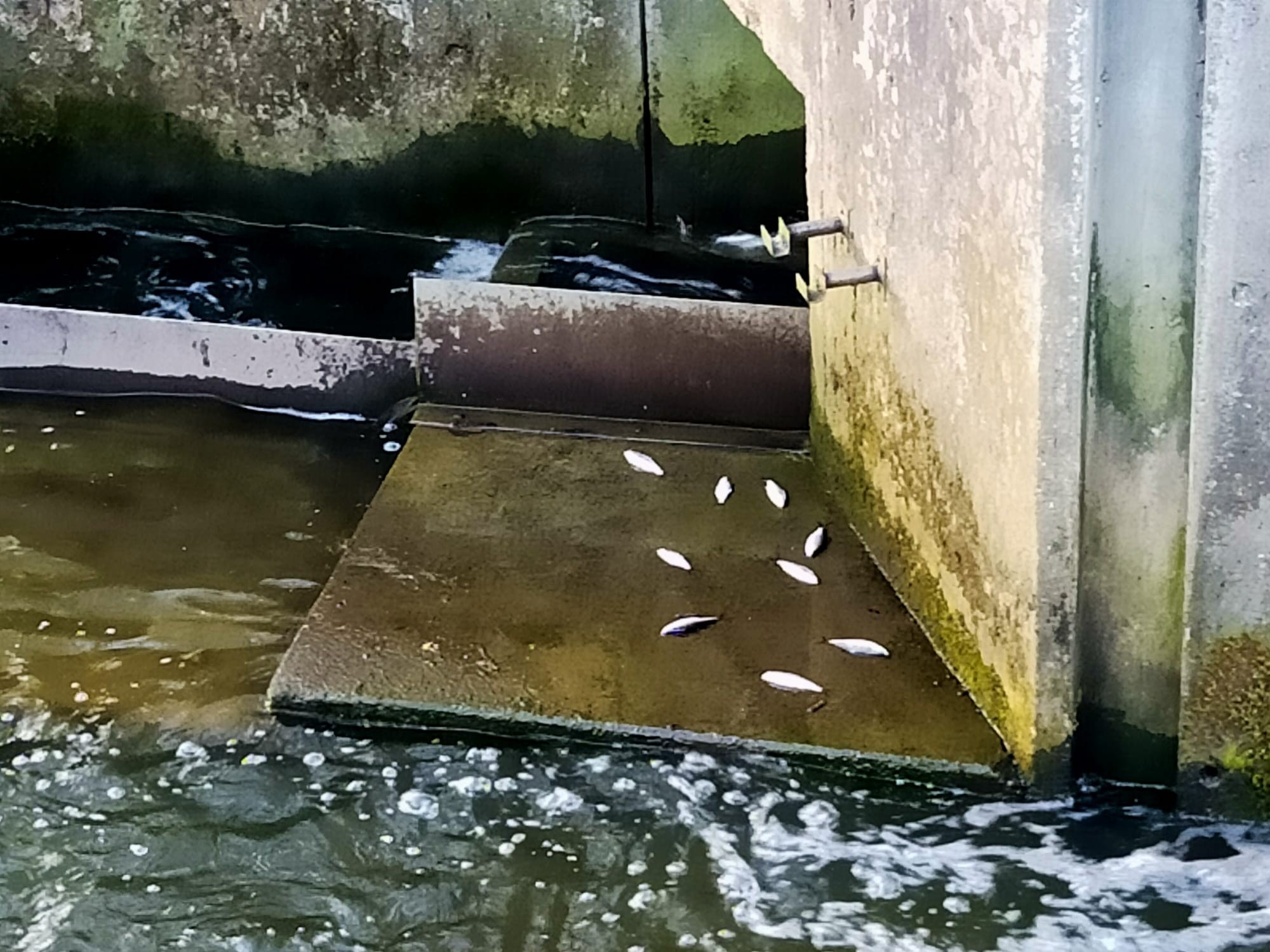Fische sterben auf der "Fischtreppe"